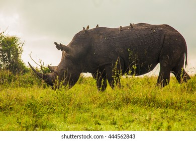 Rhino In Nairobi National Park