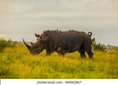 Rhino In Nairobi National Park