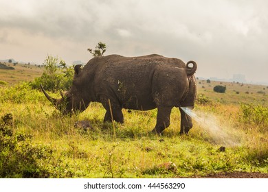 Rhino In Nairobi National Park