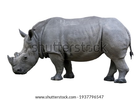 Rhino nose horn isolated on white background
