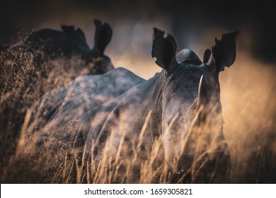 Rhino In Okavango Delta In Botswana