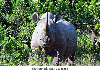 Rhino, Ol Pejeta Conservancy, Kenya