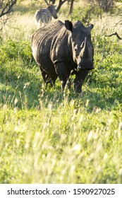 Rhino, Phinda Private Game Reserve