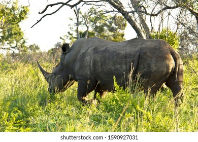 Rhino, Phinda Private Game Reserve