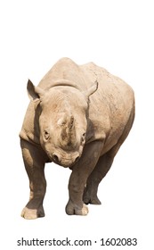 A Rhino ready to charge, isolated on white.