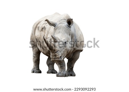 Rhino rhinoceros (ceratotherium simum simum) isolated on white background.