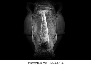 Rhino Rhinoceros , Dangerous Big Horn Facea animal mammal , isolated  - Shutterstock ID 1955683186
