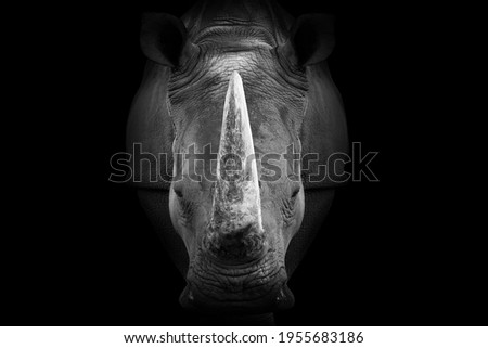 Rhino Rhinoceros , Dangerous Big Horn Facea animal mammal , isolated 