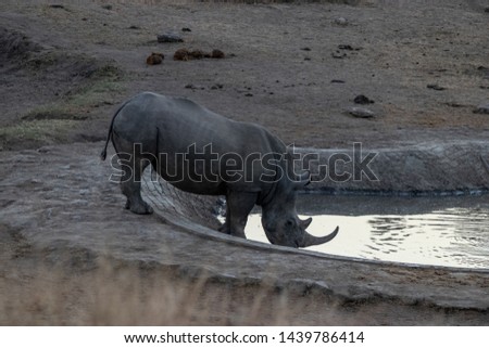 Black Rhino, Namibia