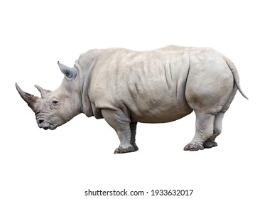 Rhino rhinoceros standing side view isolated on white background. - Shutterstock ID 1933632017
