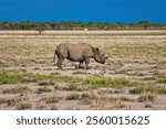 A rhino (Rhinocerotidae) in its natural habitat with trees in the background under a clear blue sky