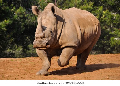 Rhino Running In The Zoo 