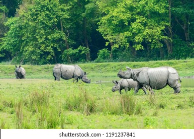 Rhino Scape At Kaziranga National Park