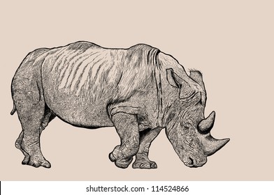 Rhino Sketch Line With JPEG File