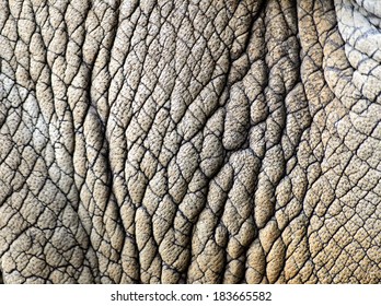 [Image: rhino-skin-texture-260nw-183665582.jpg]