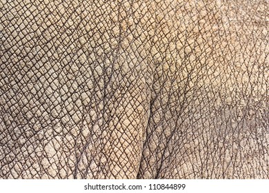 Rhino Skin Texture Background