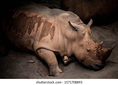 Rhino Sleeping In The Shade On A Super Hot Day.