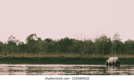 Rhino standing in the river