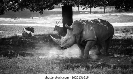 Rhino Stomping The Ground Creating Dust Cloud