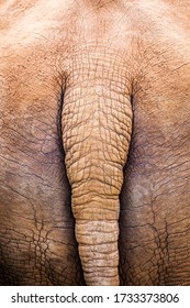 A Rhino Tail Close Up Reveling Its Beautiful Textures