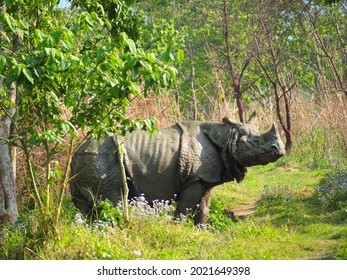 Rhino In A Trek In Nepal - Walking Safari 