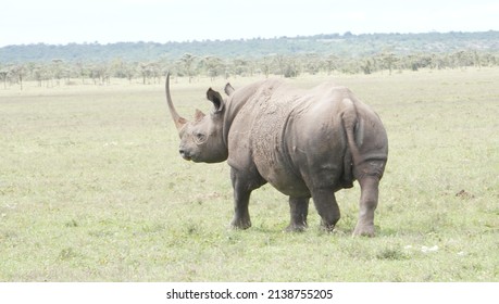 A rhino walking away from the camera