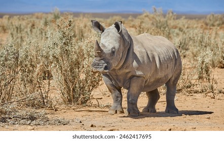 Rhino, walking and safari in natural habitat in African national park, wildlife and environment in outdoor nature . White rhinoceros, herbivore animal and targeted by poachers for indigenous horns. - Powered by Shutterstock