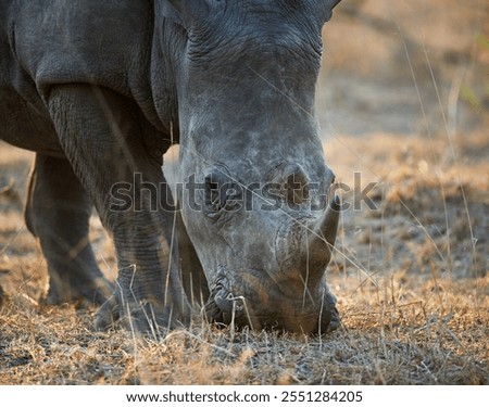 Rhino, wild animal and game reserve with sustainability and environment for indigenous wildlife in Africa. Conservation, protected area and nature with travel, safari and outdoor in Kenya by grass