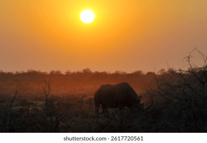 rhino in wild savanna , Africa