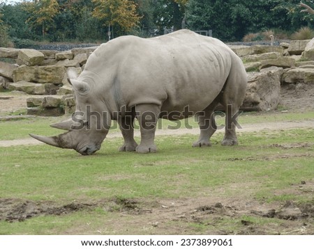 rhino wildlife africa wildanimal africa 