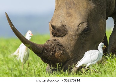 Rhino Wildlife
Rhino Wildlife Animal Pecker Birds Summer Rural Wilderness Reserve