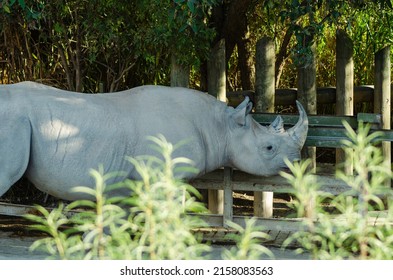 2,302 Rino horn Images, Stock Photos & Vectors | Shutterstock