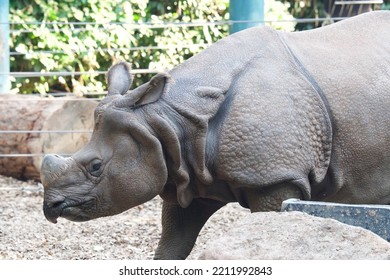 Rhino In Woodland Park Zoo