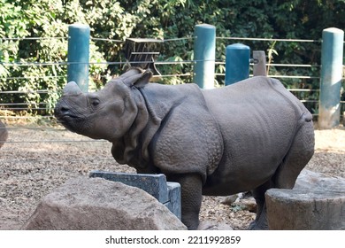 Rhino In Woodland Park Zoo