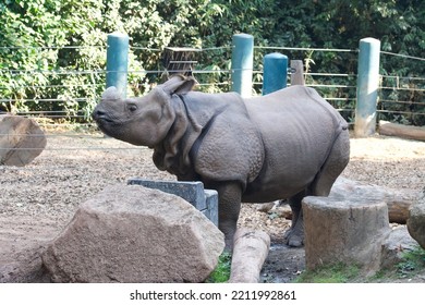 Rhino In Woodland Park Zoo