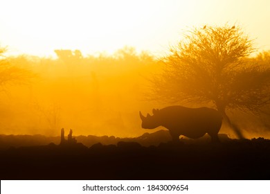 A Rhino In A Yellow Sunset.