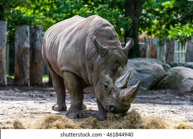 Rhino At The Zoo