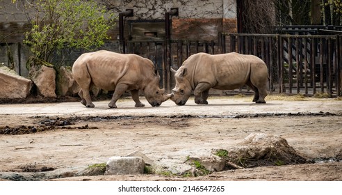 4,212 Fight rhinos Images, Stock Photos & Vectors | Shutterstock