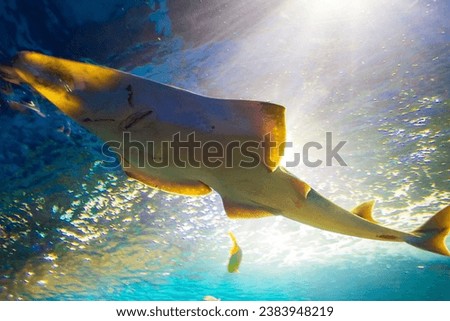 Rhinobatos productus ventral view swimming in clear waters and light above.The shovelnose is considered to be a primitively developed ray, with many features of both sharks and rays.