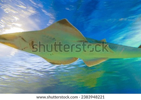 Rhinobatos productus ventral view swimming in clear waters and light above.The shovelnose is considered to be a primitively developed ray, with many features of both sharks and rays.