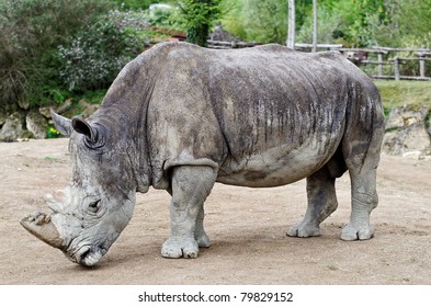 Rhinoceros Stock Photo 79829152 | Shutterstock