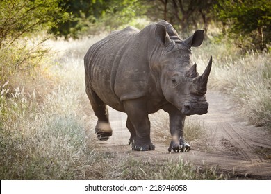 Rhinoceros, Bandia Nature Reserve, Senegal 