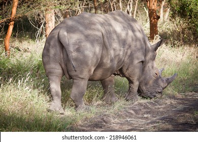 Rhinoceros, Bandia Nature Reserve, Senegal 