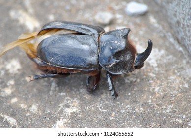 
The Rhinoceros Beetle