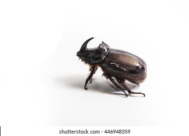 Rhinoceros beetle. 