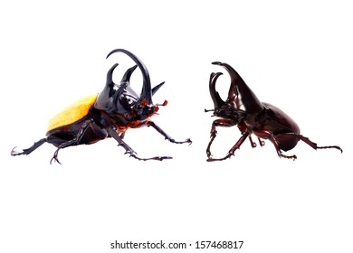 Rhinoceros beetle 5,2 He beetle. 