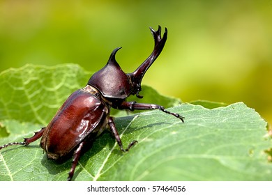 Big Nose Bug Images, Stock Photos & Vectors | Shutterstock