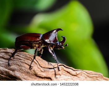 Rhinoceros Beetle Belonging Scarabaeidae Family Tropical Stock Photo ...