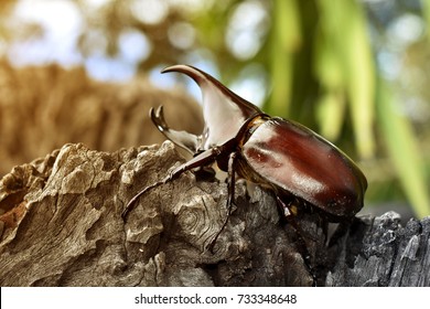 Rhinoceros beetle Knight Night A strong, colorful insect can be used as a beautiful background image is very perfect.