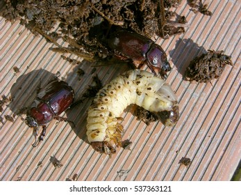 Rhinoceros Beetle and its Larva living in Horse-dung
